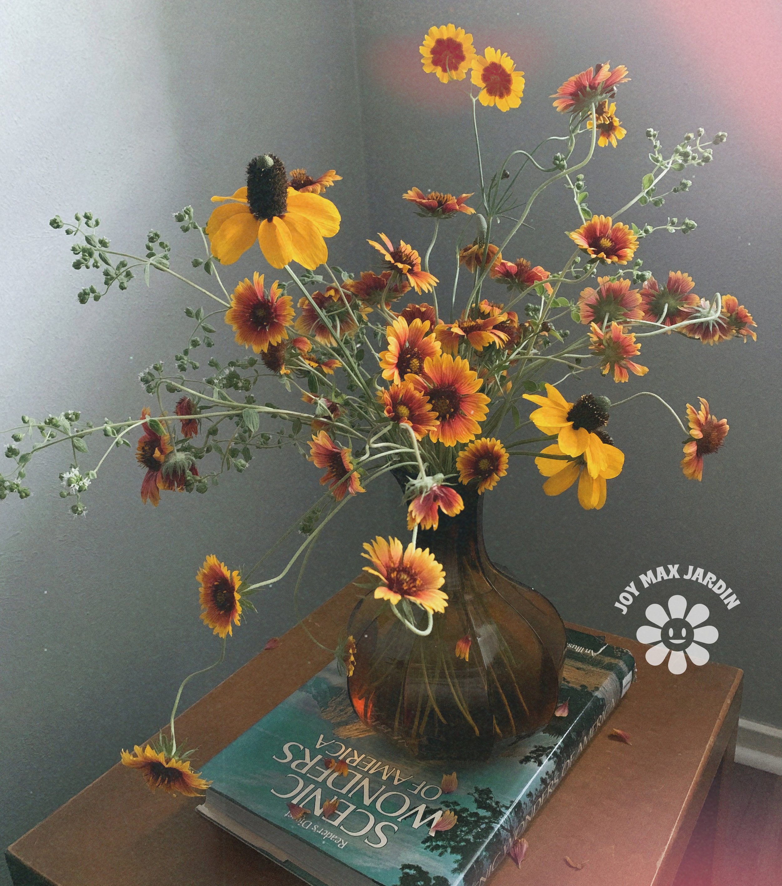 Texas Forever Wildflower Mix — Joy Max Jardín